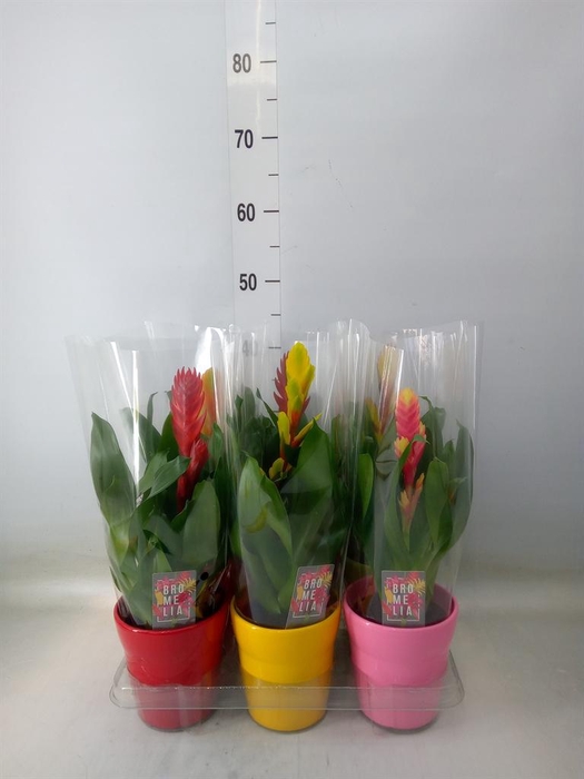 <h4>Vriesea   ...mix 6</h4>