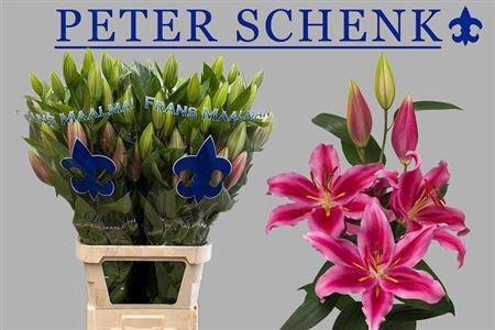 <h4>Li Or Peter Schenk 5+</h4>