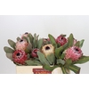Protea Barbigera Air