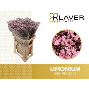 Limonium Safora Oshi Pink Klaver