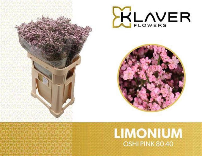 <h4>Limonium Safora Oshi Pink Klaver</h4>
