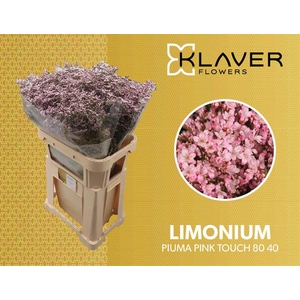Limonium Pink Touch Klaver