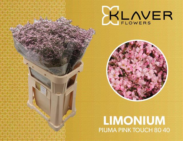 <h4>Limonium Pink Touch Klaver</h4>