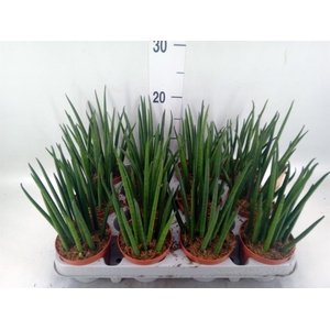 Sansevieria bacularis