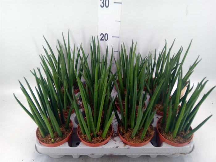 <h4>Sansevieria bacularis</h4>