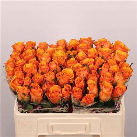 <h4>R Gr Tycoon</h4>