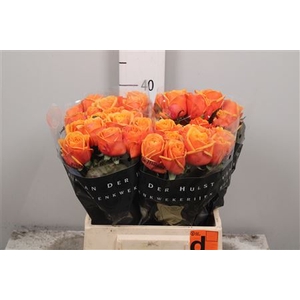 R Gr Heliana Orange+