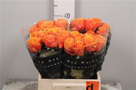 <h4>R Gr Heliana Orange+</h4>