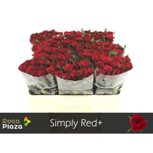 R GR SIMPLY RED+
