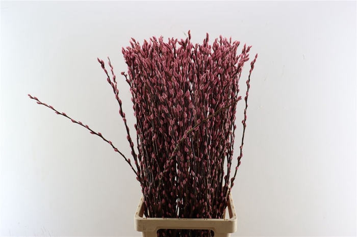 <h4>Salix Wilgenkatjes Light Pink 90cm P Stem</h4>