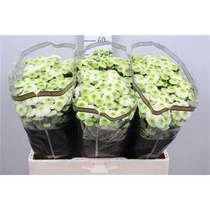 Chr S Maverick White