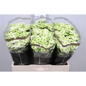 Chr S Maverick White