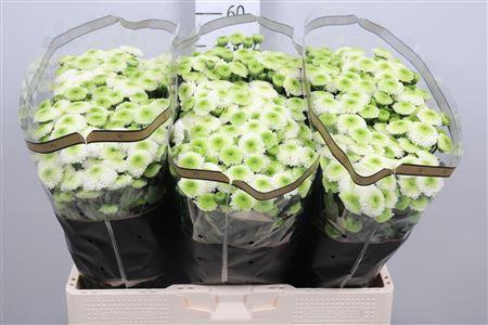 <h4>Chr S Maverick White</h4>