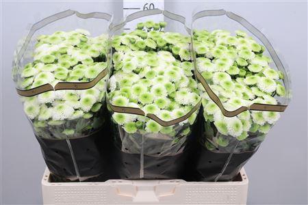 <h4>Chr S Maverick White</h4>