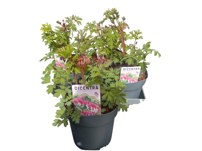 <h4>Dice Spectabilis</h4>