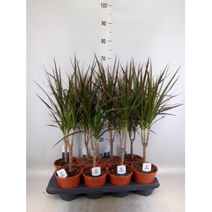 Dracaena marg. 'Magenta'