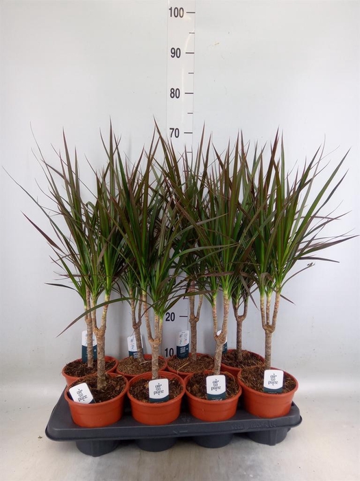 <h4>Dracaena marg. 'Magenta'</h4>
