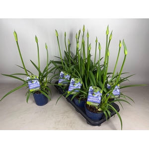 Agapanthus Fabulous Blue, 3+ tak