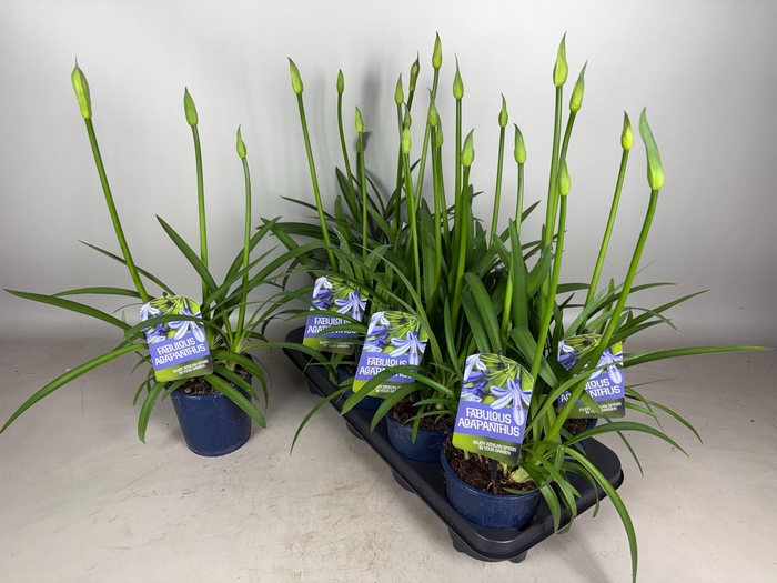 <h4>Agapanthus Fabulous Blue, 3+ tak</h4>