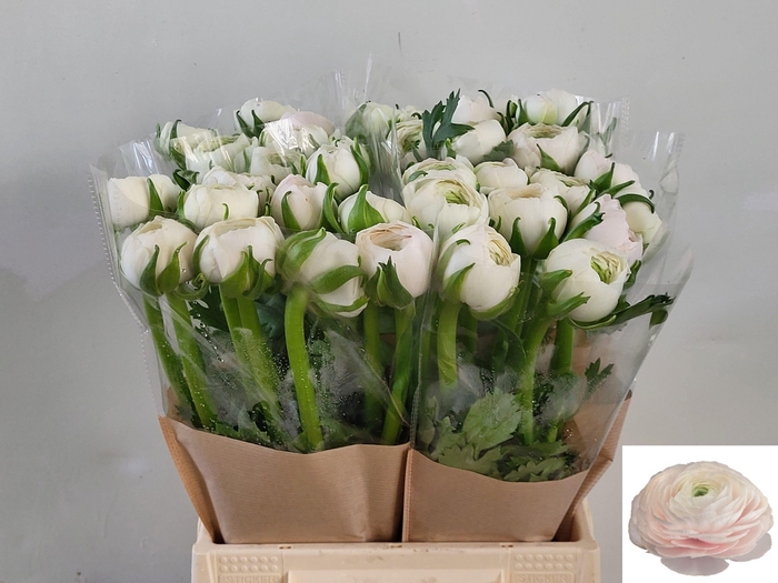 <h4>RAN SU HANOI</h4>