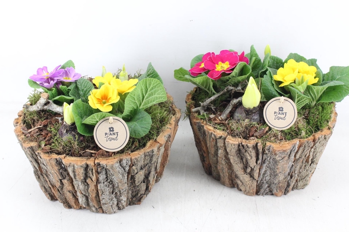 <h4>arr4 Primula PL - Schors rond L</h4>