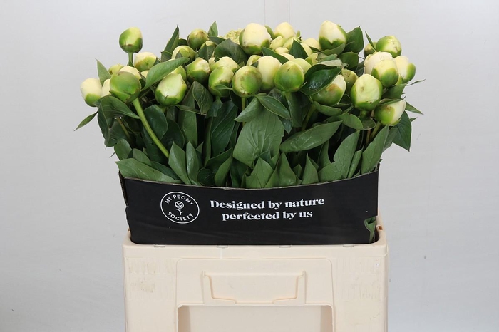 <h4>Paeonia Lact. Bridal  Shower</h4>