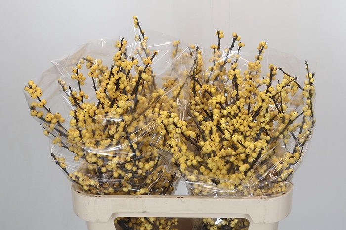 <h4>Ilex Citronella</h4>