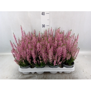 Calluna vulg. 'Beauty L Michelle'