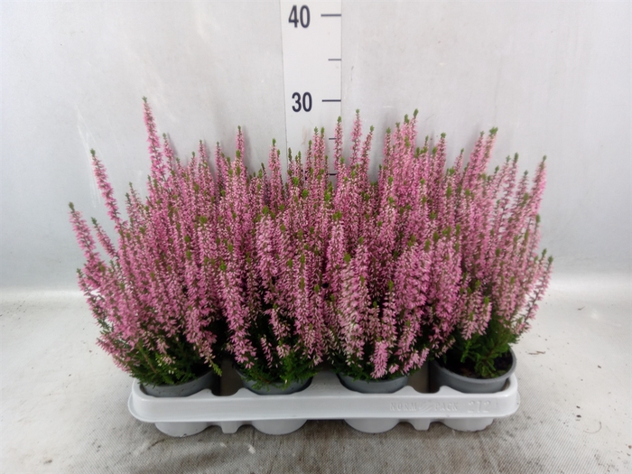 Calluna vulg. 'Beauty L Michelle'