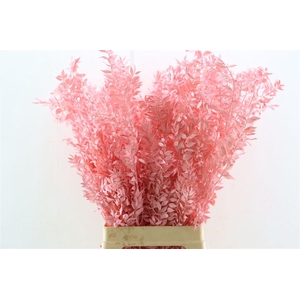 Pres Ruscus Lightpink P Stem