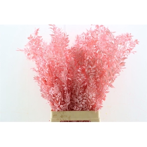 Pres Ruscus Lightpink P Stem
