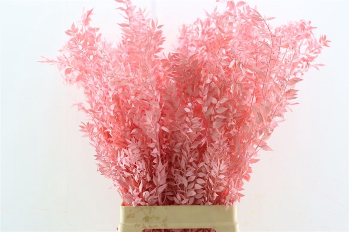 <h4>Pres Ruscus Lightpink P Stem</h4>