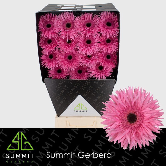 <h4>Gerbera Spider Amazing Diamond per kaart</h4>