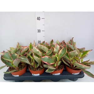 Peperomia clusiifolia 'Jellie'
