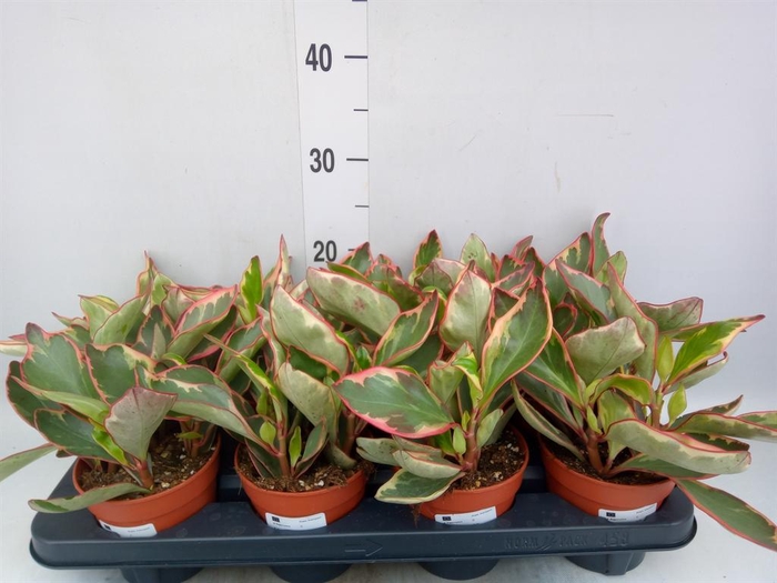 <h4>Peperomia clusiifolia 'Jellie'</h4>