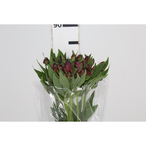 ALSTROEMERIA NAPOLI 080 CM