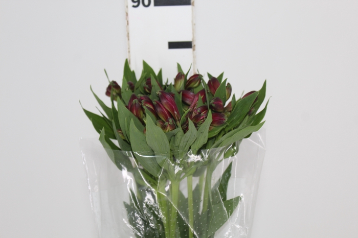 ALSTROEMERIA NAPOLI 080 CM