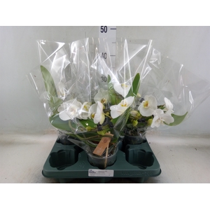 Phalaenopsis  'Muse White'