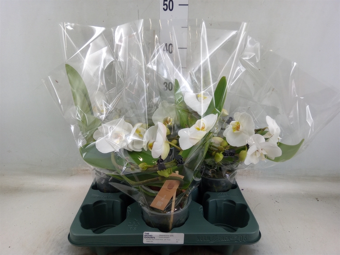 <h4>Phalaenopsis  'Muse White'</h4>