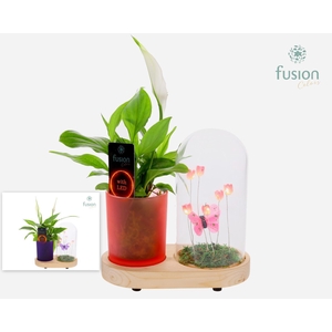 LED Lichtbal Vlinder Large houten planter met Spathiphyllum