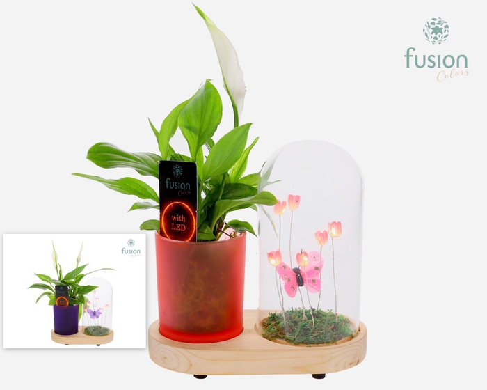 <h4>LED Lichtbal Vlinder Large houten planter met Spathiphyllum</h4>