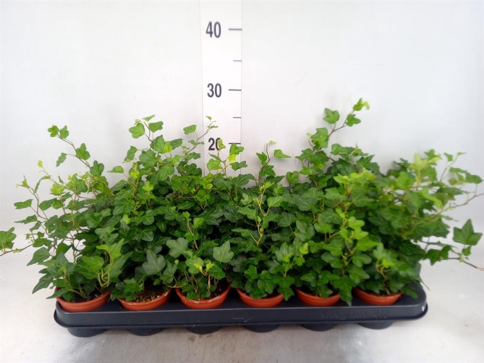 <h4>Hedera helix 'Wonder'</h4>