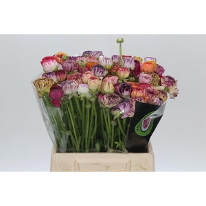 Ranunculus Elegance Cappucino Mix