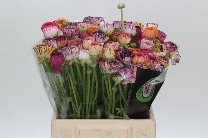 <h4>Ranunculus Elegance Cappucino Mix</h4>