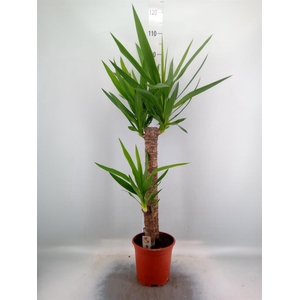Yucca   ...