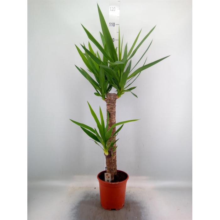 <h4>Yucca   ...</h4>