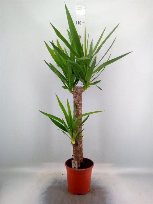 Yucca   ...