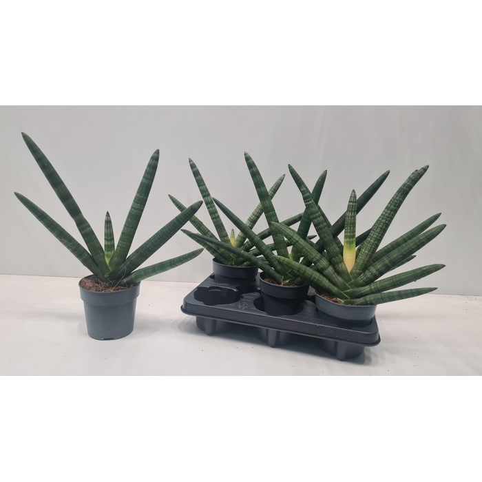 <h4>SANSEV CY BONCEL</h4>