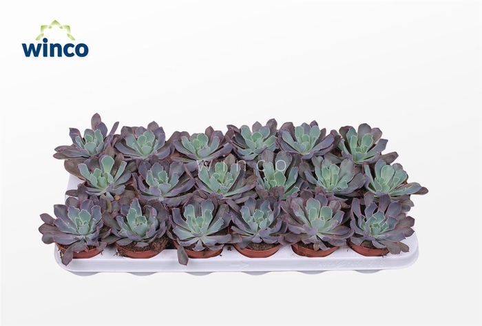 Echeveria Neonbreaker