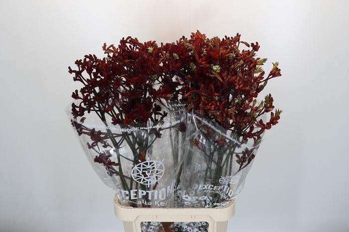 <h4>ANIGOZ EARLY SPRING</h4>